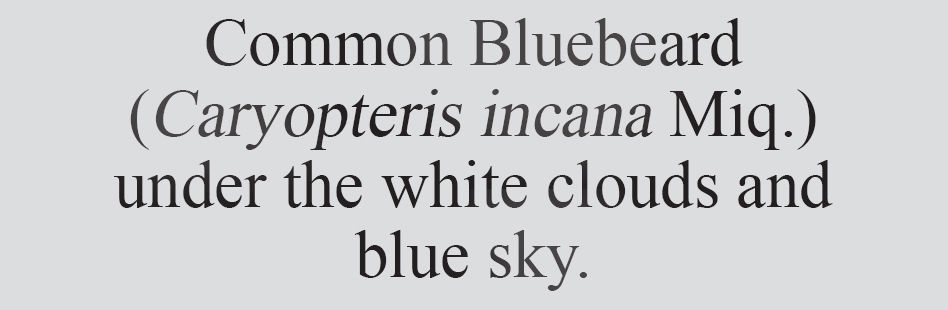 Text