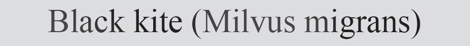 Text