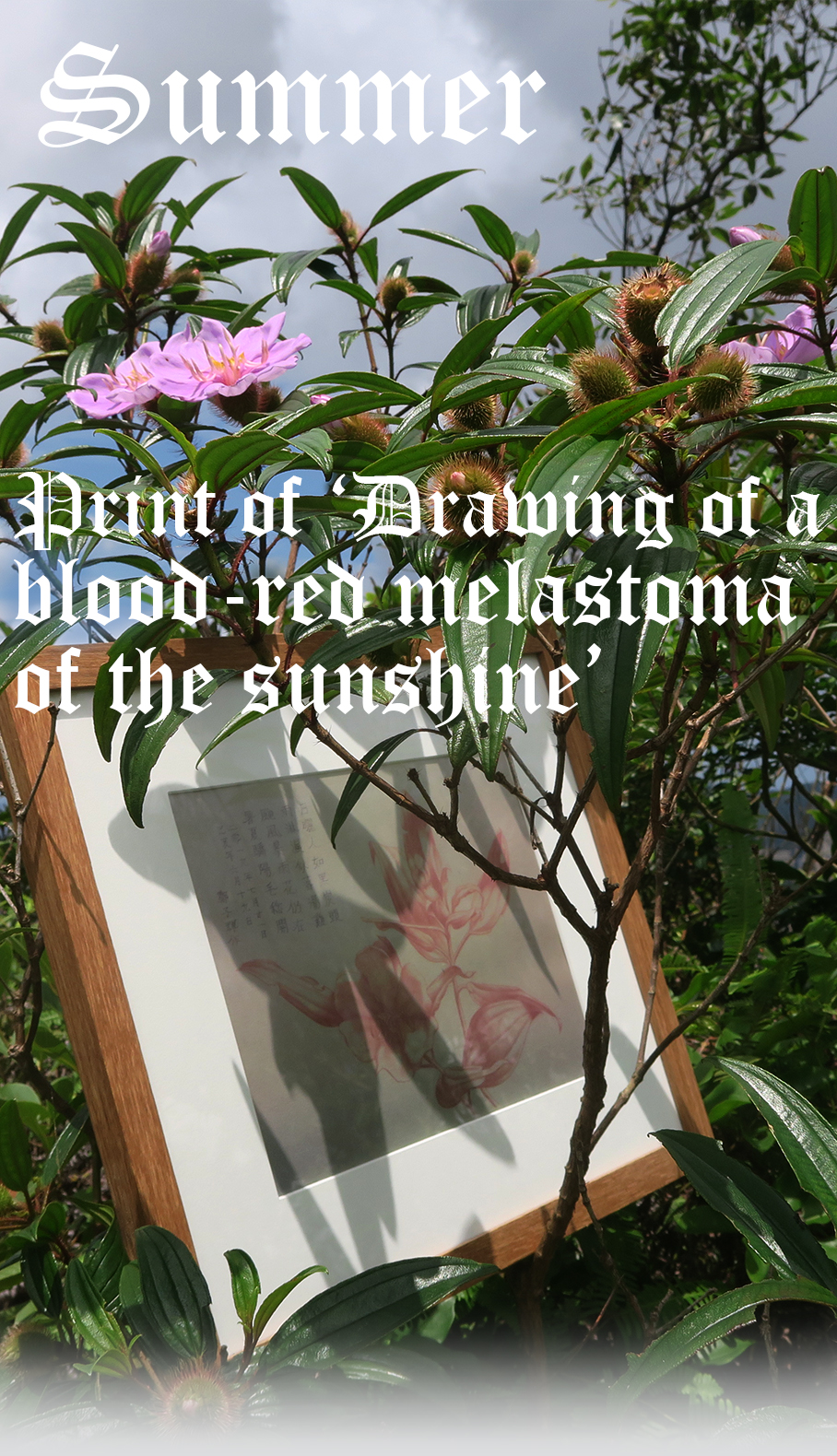drawing_of_a_blood_red_melastoma_of_the_sunshine_print_a3
