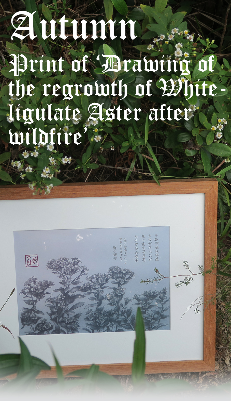 drawing_of_the_regrowth_of_whiteligulate_aster_after_wildfire_print_a3