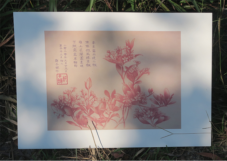 drawing_of_hong_kong_hawthorn_in_early_spring_print_a3